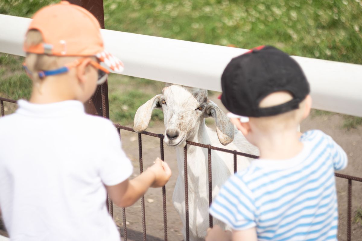 Two children meeting a goat at a petting zoo fence
