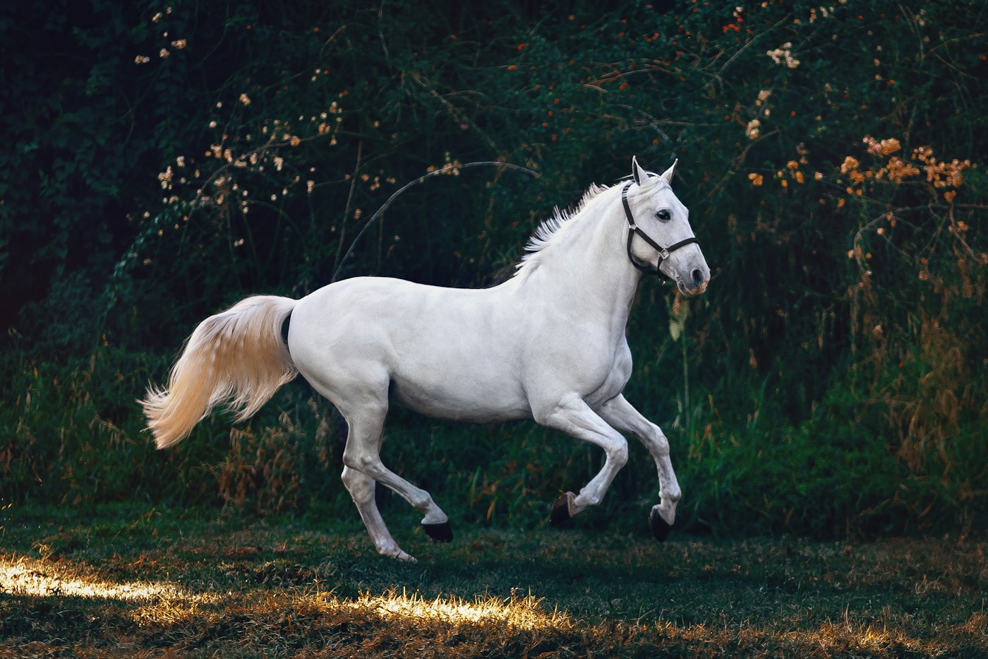 A white horse trotting across a sunlit clearing