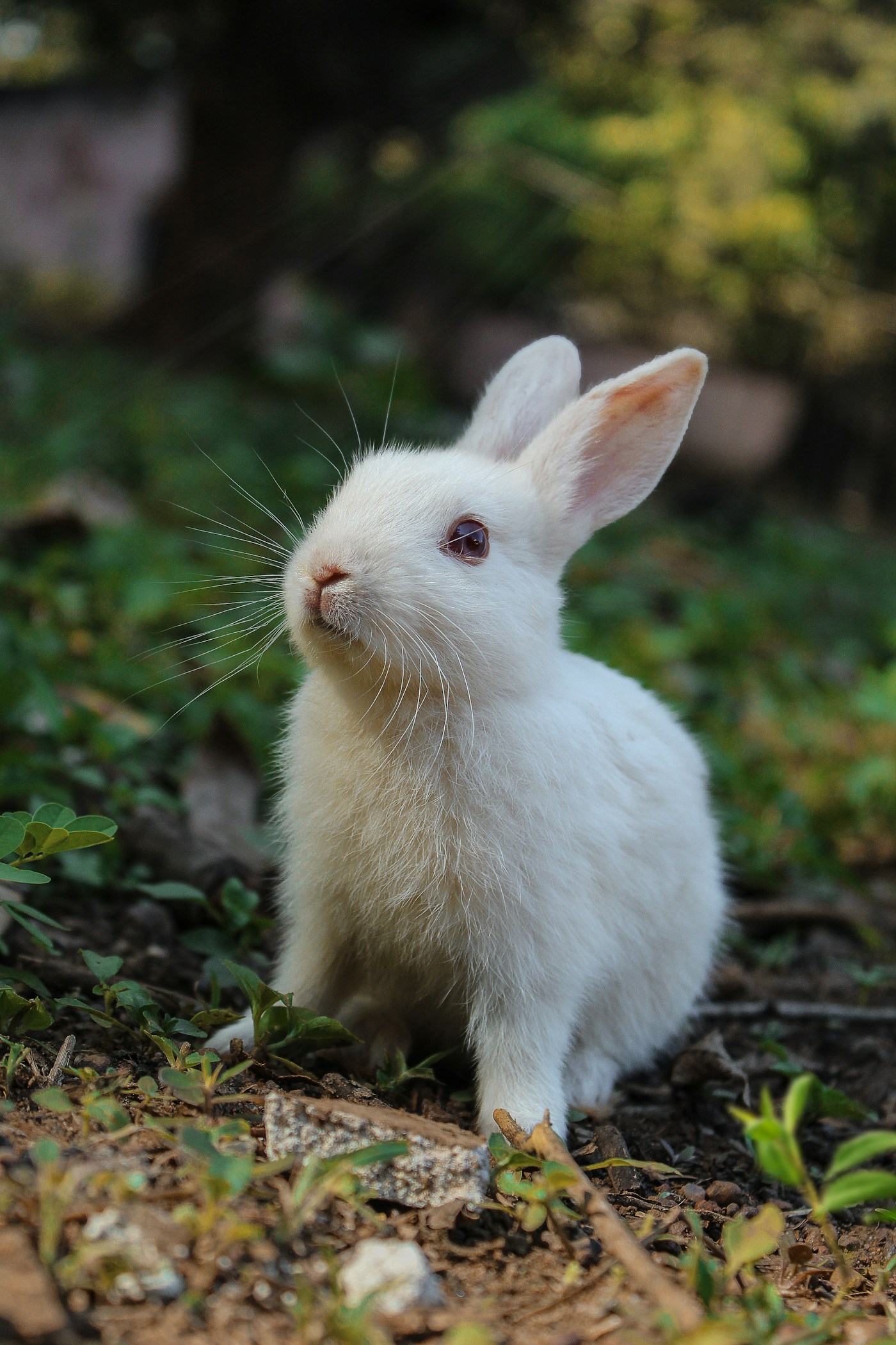 A fluffy rabbit with its ears perked up